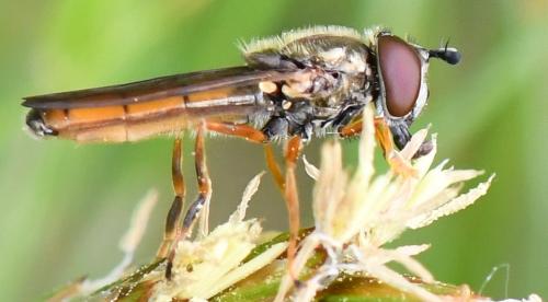 Réf. 280 478 : Platycheirus fulviventris